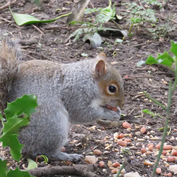 Eichhörnchen im Park — Stockfoto