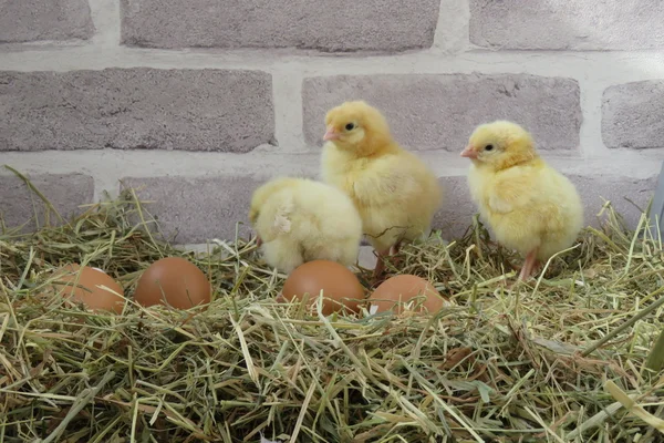 Groep van gele kuikens — Stockfoto