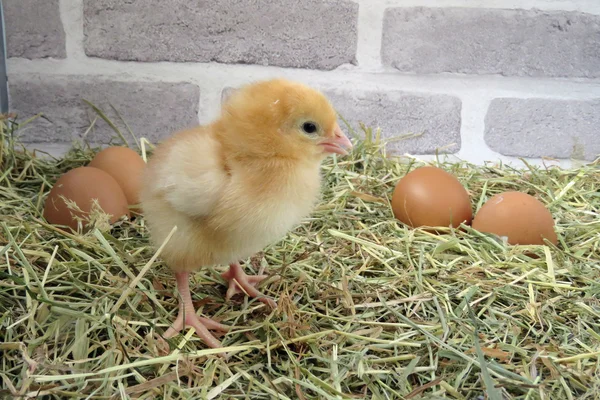 Poussin bébé célibataire — Photo