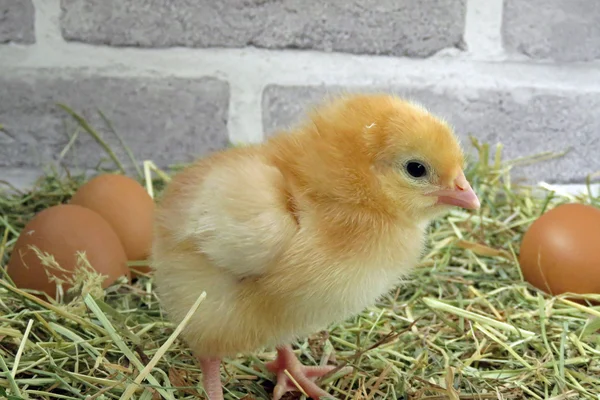 Pollito de tres días — Foto de Stock