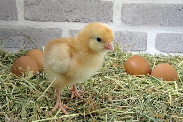 Üç gün ihtiyar kadını