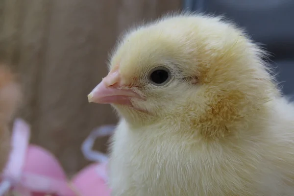 Tři den staré Baby kuřat — Stock fotografie