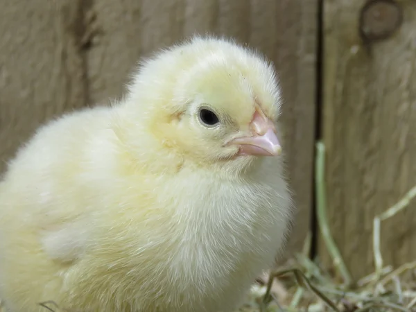 Üç gün eski bebek civcivlerin — Stok fotoğraf