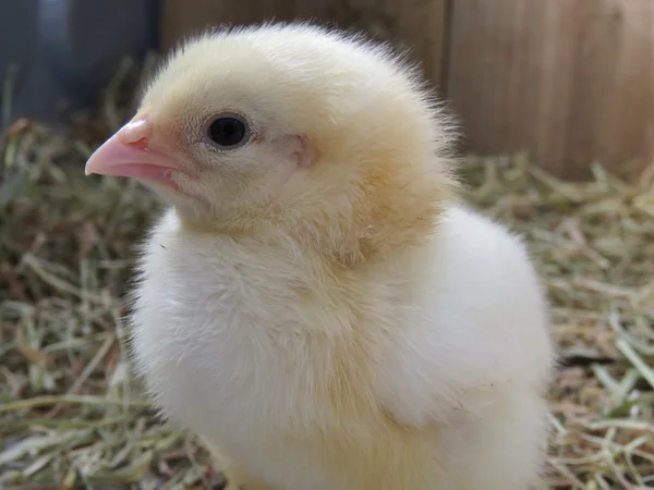 Üç gün eski bebek civcivlerin