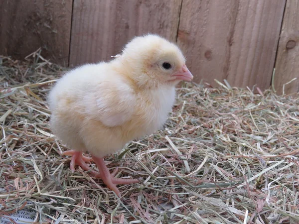 Tre dagar gamla Baby kycklingar — Stockfoto