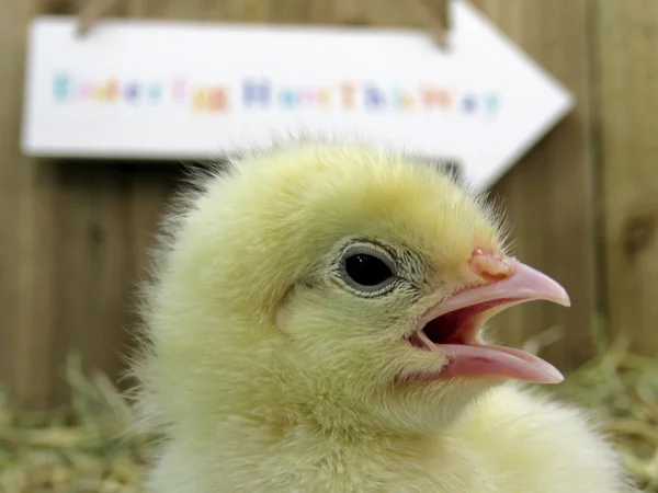 Tres días viejo bebé polluelos — Foto de Stock