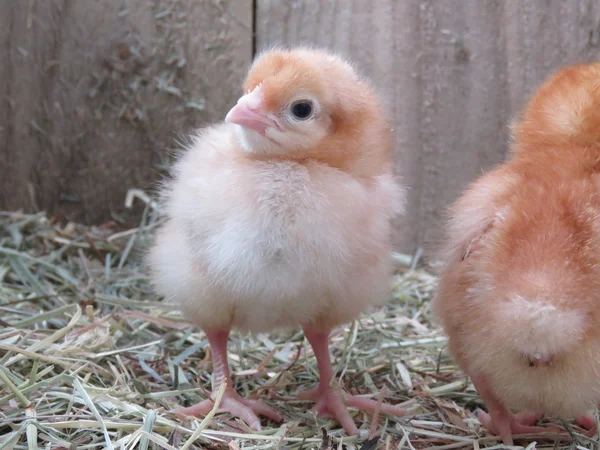 Trois jours vieux bébé poussins — Photo