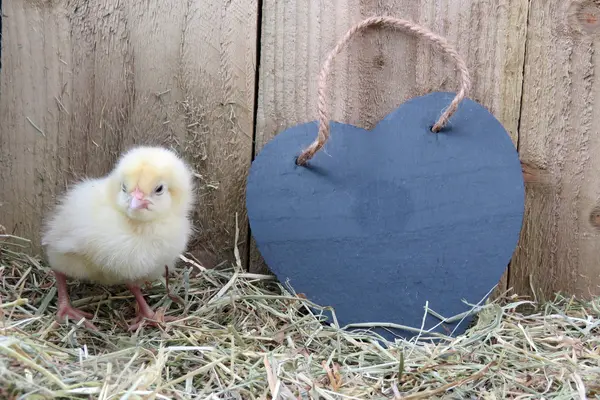 Trois jours vieux bébé poussins — Photo