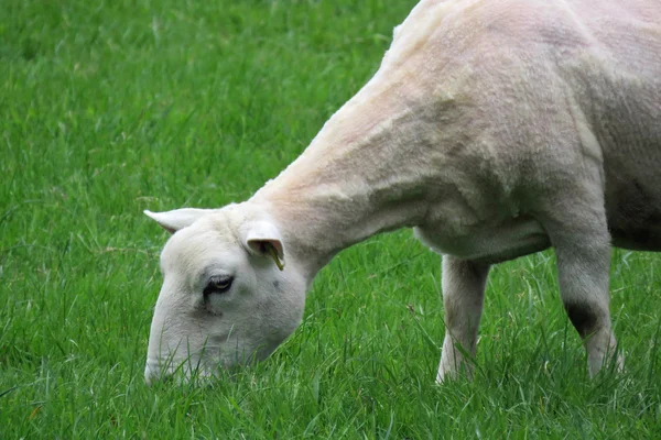 Ovejas en un campo —  Fotos de Stock