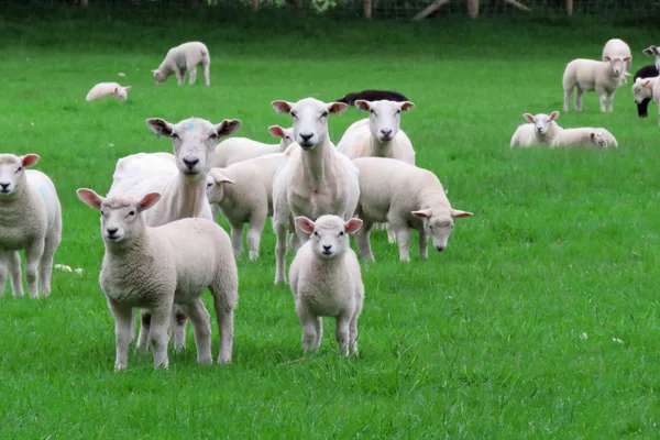 Ovejas en un campo —  Fotos de Stock