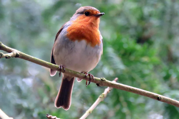 A British Robin — Stock Photo, Image