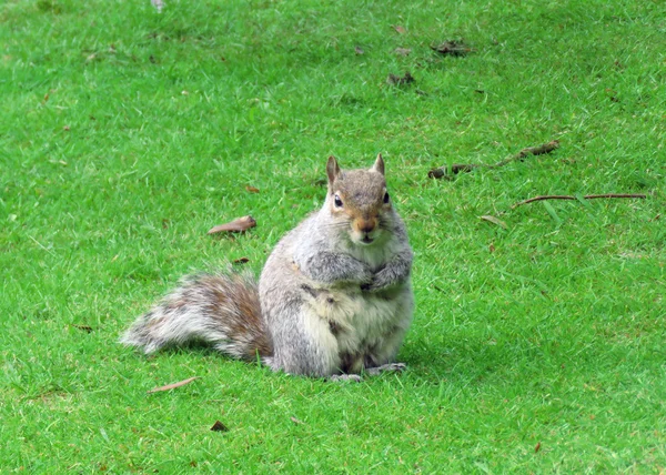 Ein Grauhörnchen — Stockfoto