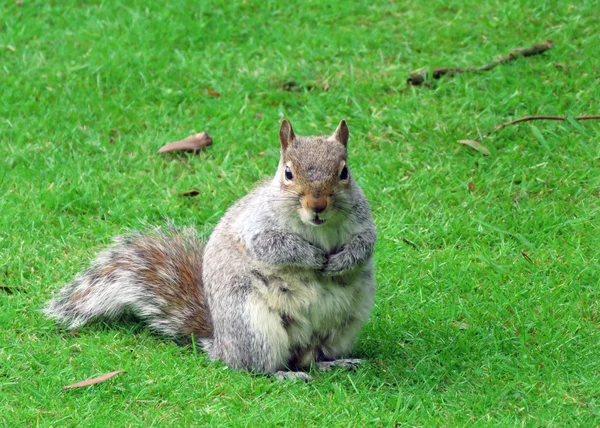 A Grey Squirrel — Stock Photo, Image