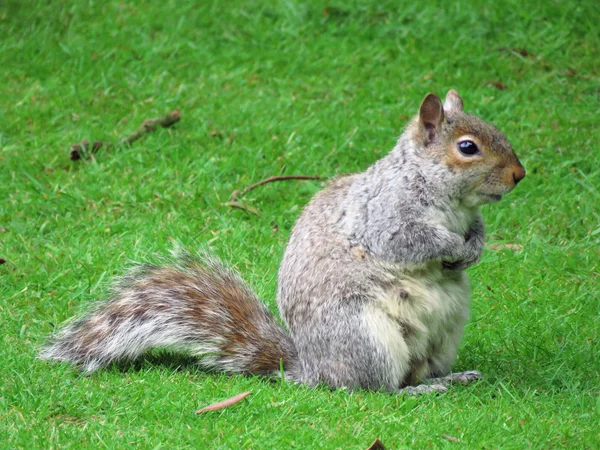 A Grey Squirrel — Stock Photo, Image