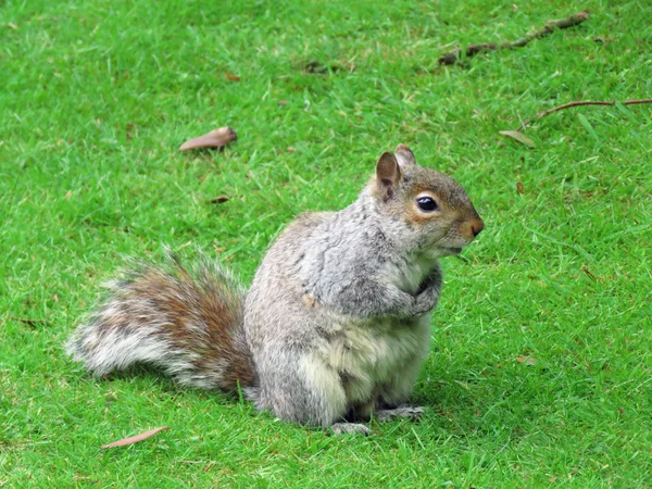 A Grey Squirrel — Stock Photo, Image