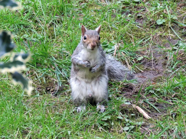 Egy szürke mókusok, am — Stock Fotó