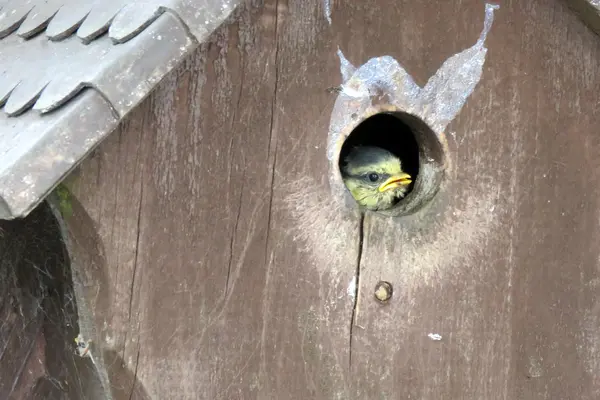 Baby Blue Tit — Stockfoto