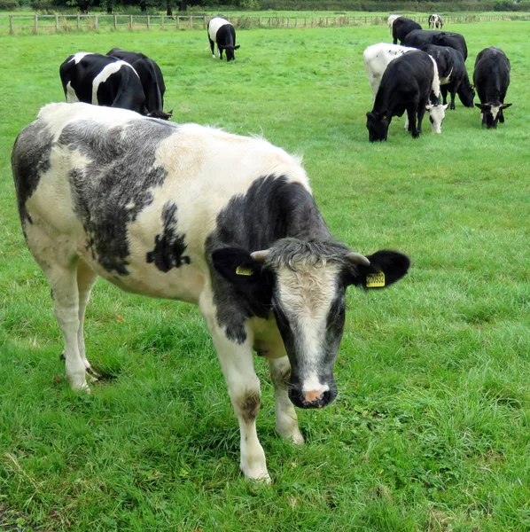 Vacas grises y blancas —  Fotos de Stock
