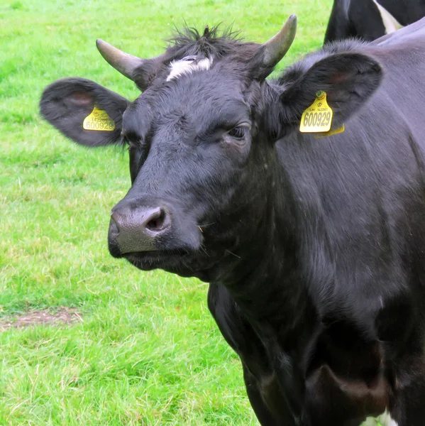 Cara de vaca negra —  Fotos de Stock