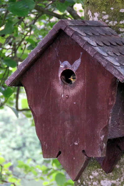 Baby Blue Tit — Stockfoto