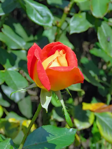 Piros Sárga Rózsa Virágzik Szemben Zöld Háttér Petrin Hill Prága — Stock Fotó