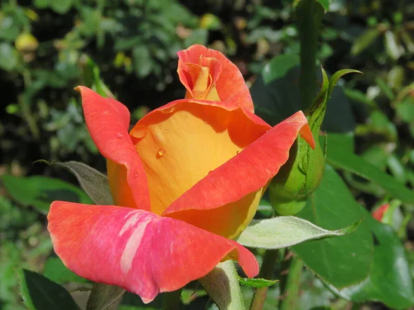 Red Yellow Rose Bloom Green Backgound Petrin Hill Prague — Stock Photo, Image
