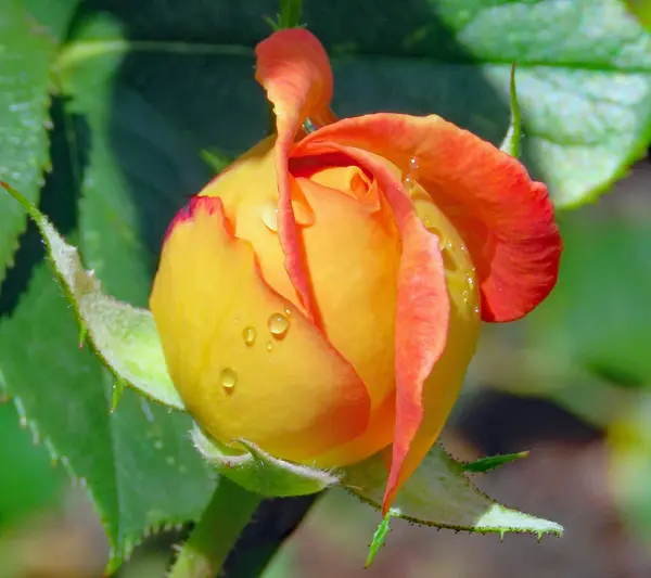 Rosa Rossa Gialla Fiore Uno Sfondo Verde Sulla Collina Petrin — Foto Stock