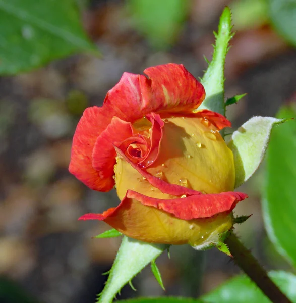 Rosa Rossa Gialla Fiore Uno Sfondo Verde Sulla Collina Petrin — Foto Stock