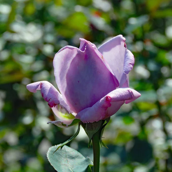 Lilla Rosa Fiore Contro Uno Sfondo Verde Sulla Collina Petrin — Foto Stock