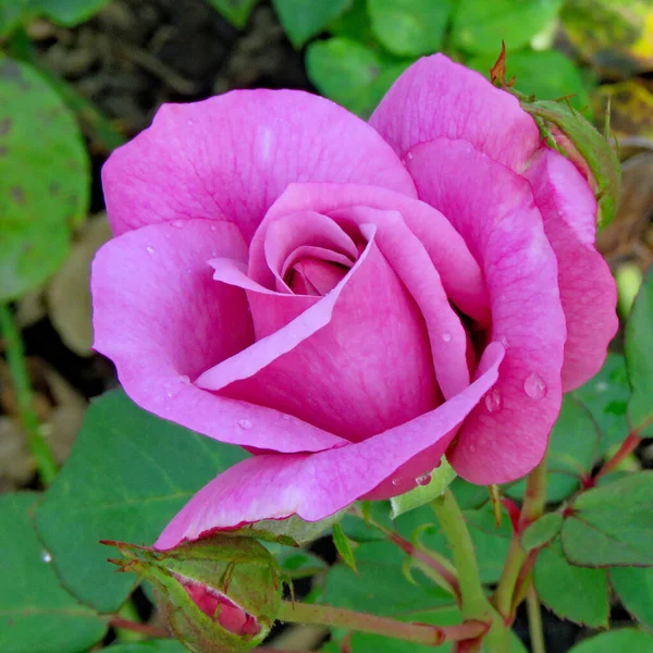 Rózsaszín Rózsa Virágzik Ellen Zöld Háttér Petrin Hill Prága — Stock Fotó