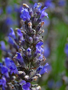 Çiçek açmış İngiliz lavantası tarlası