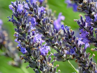 Çiçek açmış İngiliz lavantası tarlası