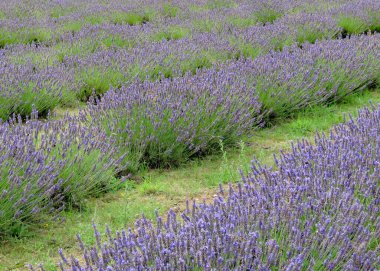 Çiçek açmış İngiliz lavantası tarlası