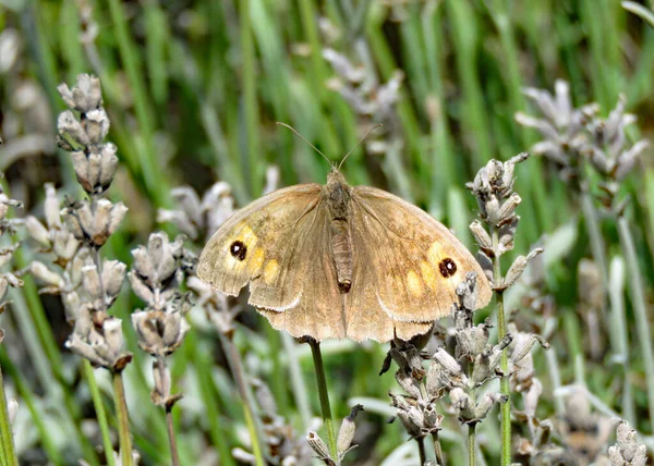 Meadow Brown Papillon Sur Une Plante Lavande Fleurs — Photo