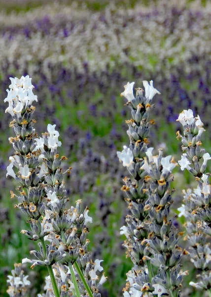 Feld Des Englischen Lavendels Voller Blüte — Stockfoto