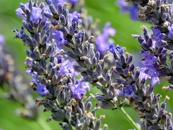 Çiçek açmış İngiliz lavantası tarlası