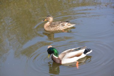 Kanal tarafından yaban hayatı