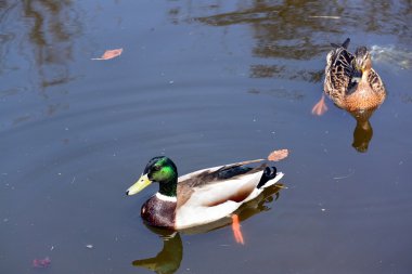 Kanal tarafından yaban hayatı