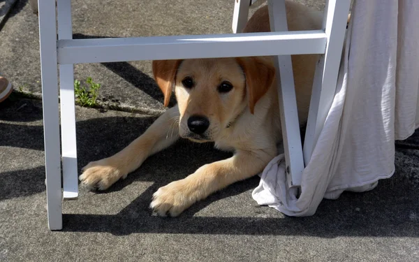 Cucciolo labrador — Foto Stock