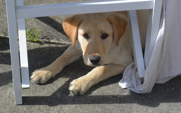 Cucciolo labrador — Foto Stock