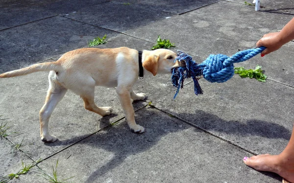 Cucciolo labrador — Foto Stock