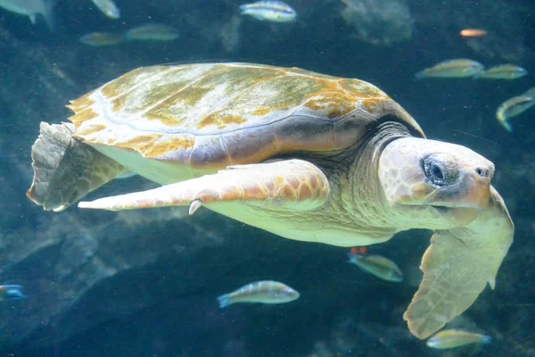 deniz kaplumbağası