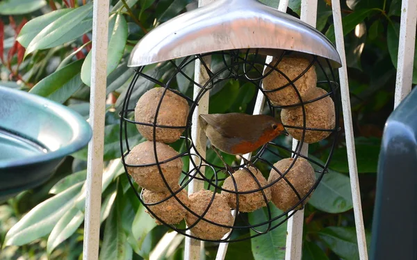 Brittiska Robin på en birdfeeder — Stockfoto