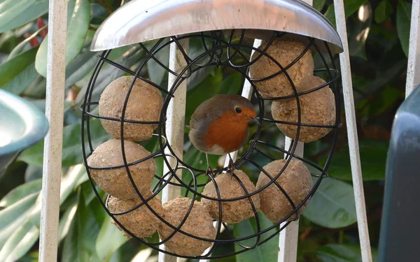 Brytyjski Robin na birdfeeder — Zdjęcie stockowe