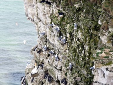 Bempton kuş Sanctuary