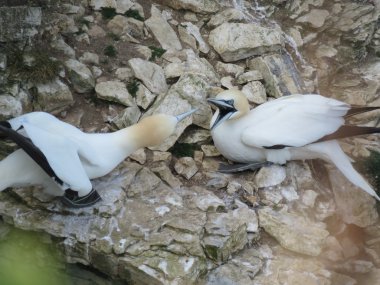 Bempton kuş Sanctuary