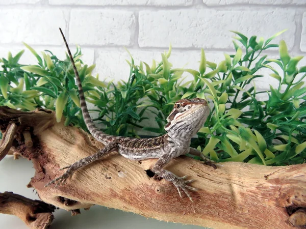 Sakallı bebek ejderha