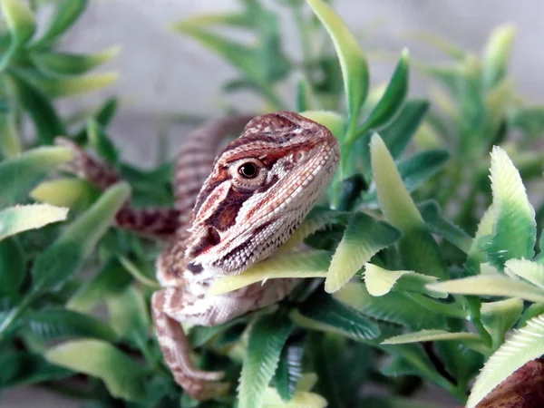 Bebé barbudo dragón — Foto de Stock