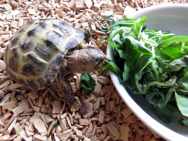 Baby schildpad — Stockfoto