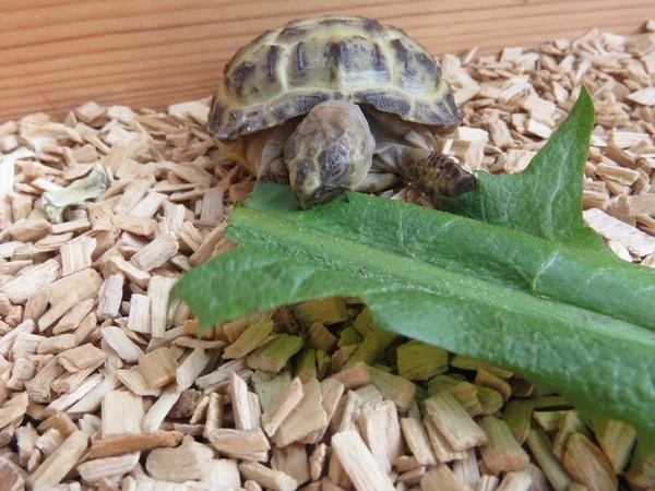 Baby sköldpadda — Stockfoto